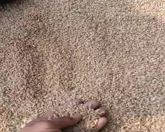 Lokwan Atta for sale
